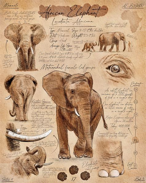 Scientific Illustration: African Elephant on Behance