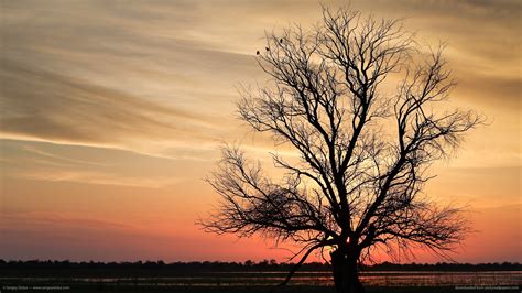 🔥 Free Download Tree Silhouette Wallpaper On by @kfields | WallpaperSafari