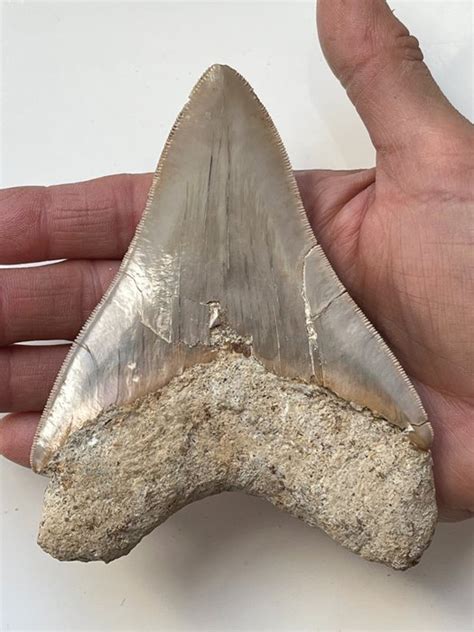 Megalodon - 12,7 cm (5.00 inch) - Carcharocles megalodon - Catawiki