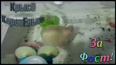 Танец крысы | Нюша танцует танец "За Фост". (Fancy Rats) - YouTube