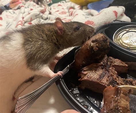 Can you show me your older rat cage setups ? muensters having trouble