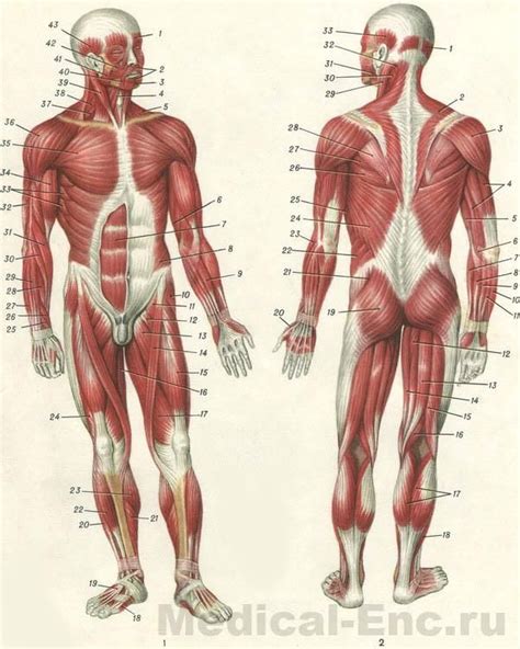 мышцы человека в картинках Body Reference Poses, Anatomy Reference, Art ...