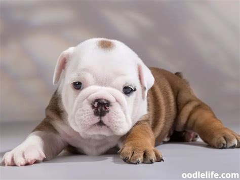 English Bulldog Price Guide (2024 Puppy Cost) - Oodle Life