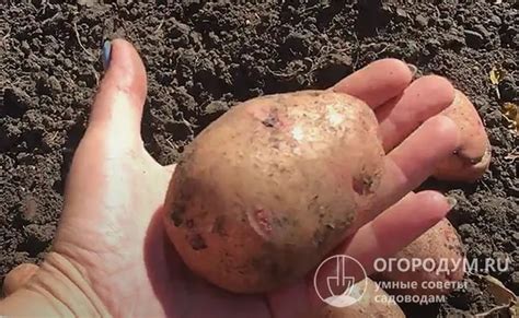 Картофель снегирь описание сорта фото отзывы. Сорт картофеля Снегирь ...