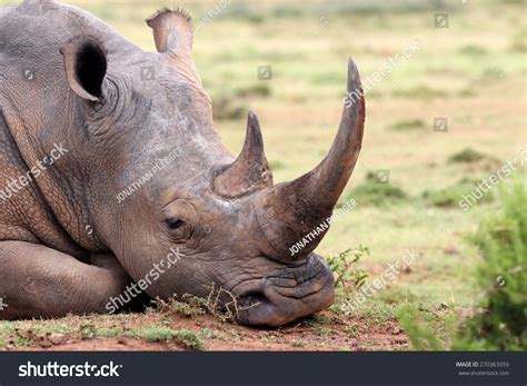 Rhinoceros Horn: Over 51,571 Royalty-Free Licensable Stock Photos ...