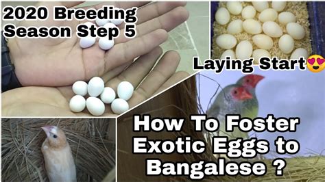 How to foster Exotic Finches Eggs to Bangalese || 2020 Breeding Season