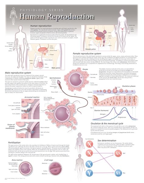 Parts Of A Human Reproductive System at Amanda Gowan blog