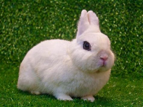 Hotot Rabbit - Completed and Detailed Guide 2024 - Northern Nester