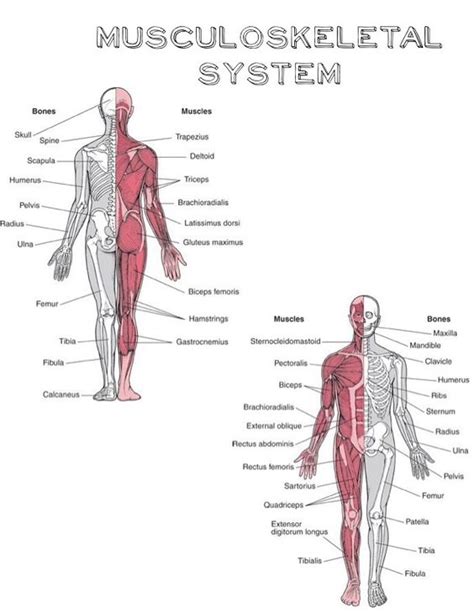 Musculoskeletal system | Nursing | Pinterest
