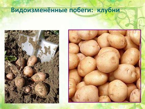 Семейство Паслёновые - презентация онлайн
