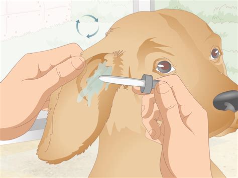 how to get rid of dog yeast infection in ears