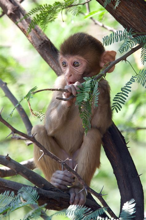 Rhesus macaque eating leaves - Nick Dale - Private Tutor