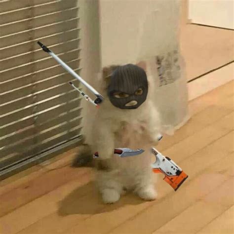 csgo cat   p ramazan gatos komik kediler