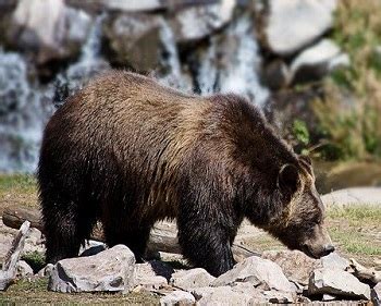 grizzly bear joe nature guys