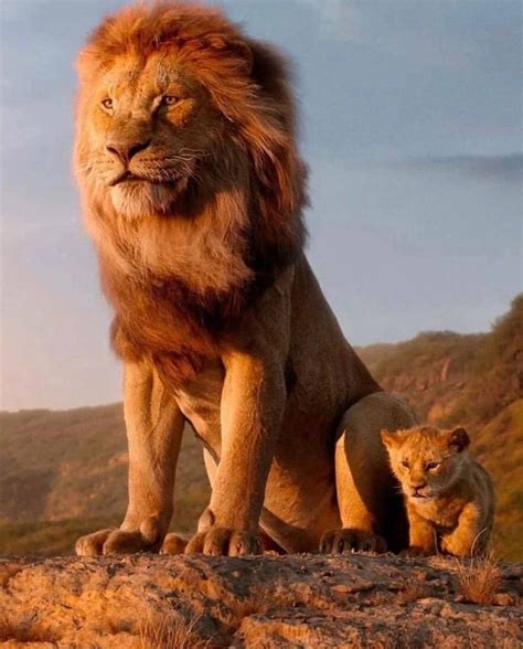 Disney анонсировал новый фильм «Муфаса: Король | Подслушано Барнаул