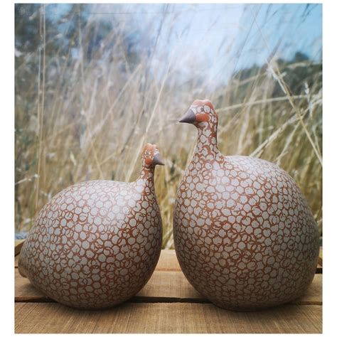 guinea fowl color 4