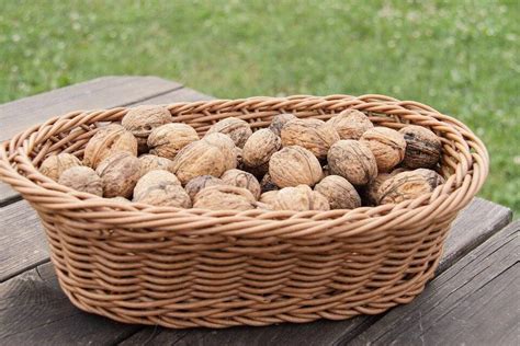 Кожура и скорлупа грецкого ореха: лечебные свойства и противопоказания ...