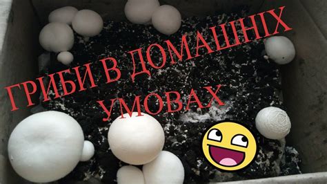Шампіньйони в домашніх умовах. Вирощування грибів, набір печериці ...