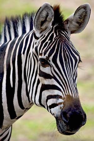 zebra - Students | Britannica Kids | Homework Help
