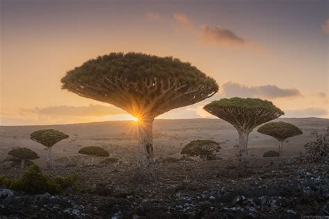 Socotra Dragon Blood Tree with Organic Supports by thomas_alfo ...