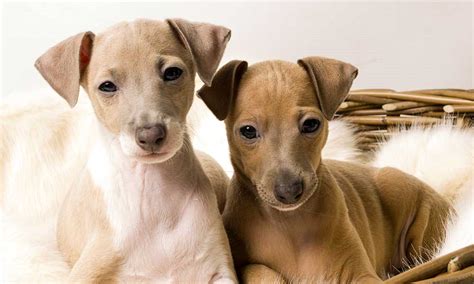 mini greyhound puppies