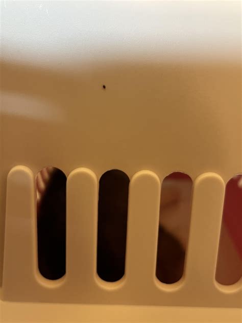 Hello. I have found these tiny round black bugs on my dog and her cage