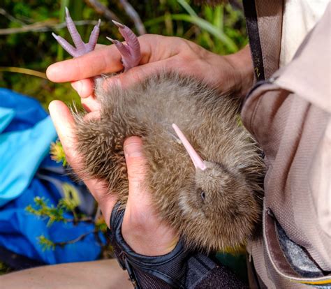 Fiordland Kiwi Diaries: A New Hope | Conservation blog