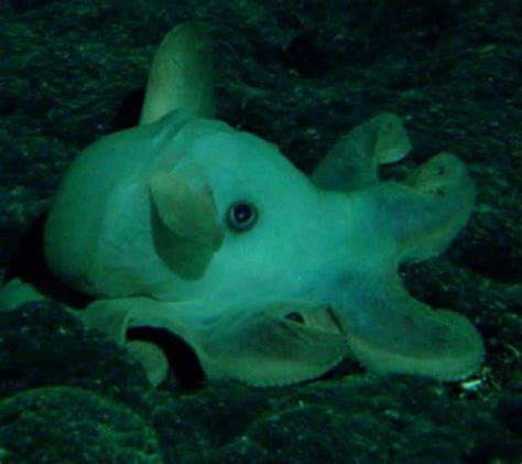 15 самых жутких созданий из глубин океана (16 фото) | Animaux ...