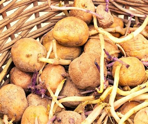 Как подготовить картофель к посадке и самые удачные дни в мае ...