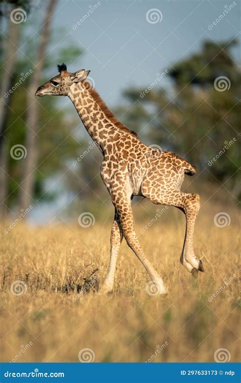 Baby Masai Giraffe Galloping Across Grassy Clearing Stock Image - Image ...