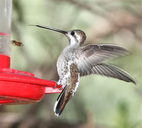 Hummingbirds North America (20 Species ID, Photos)