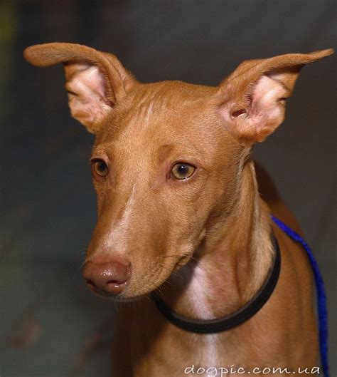 Австралийская борзая (Кенгуровая собака) / Australian Greyhound ...