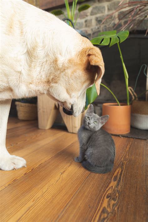 Veterinarian Reviews In Canton, MI 48188
