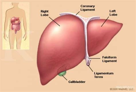 Gambar Hati Beserta Keterangannya - 51+ Koleksi Gambar