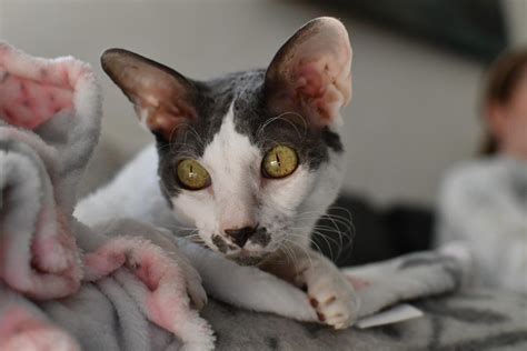 10 Cat Breeds with Long Noses - Pet Cats World