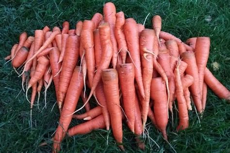 Морковь Королева осени: описание, посадка, уход