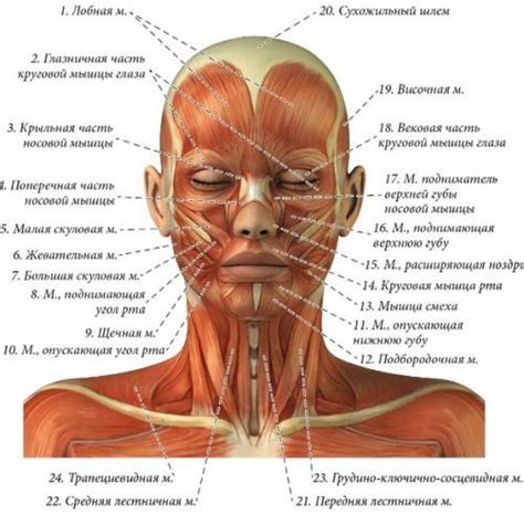 Анатомия лица для косметологов. Основы анатомии человеческого лица ...