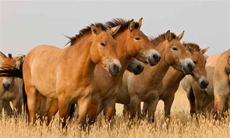 roman horses breeds