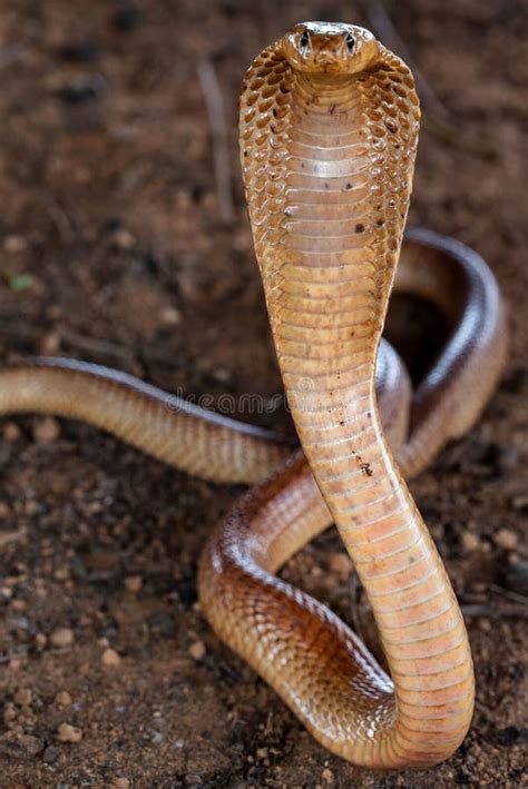 close    cobra  hood expanded stock photo image  biology