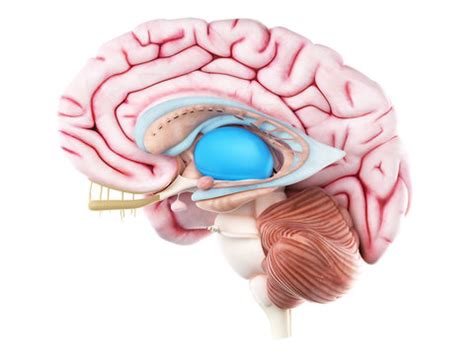 Free Thalamus Cliparts, Download Free Thalamus Cliparts png images ...