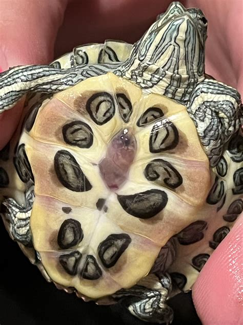 guide to turtle sick naturally 7