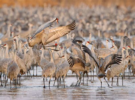 PLATTE RIVER - SANDHILL CRANE MIGRATION — Mark Schumann Photography