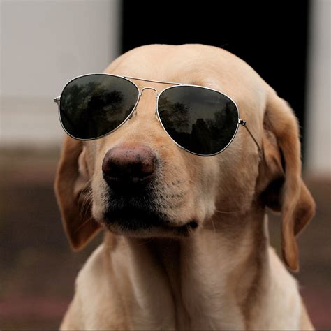 Simple Lessons Dogs Teach Us About Life - Neatorama