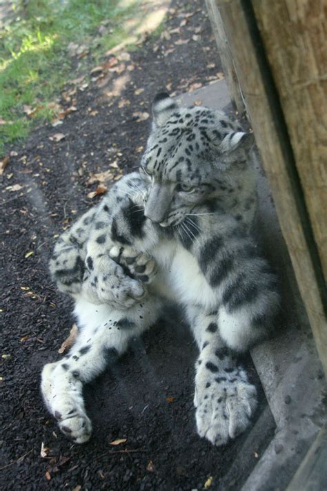 homph