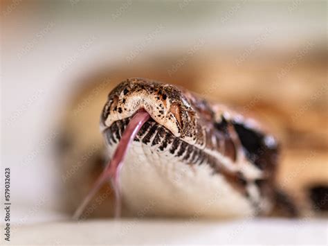 snake scale animal python macro Stock Photo | Adobe Stock