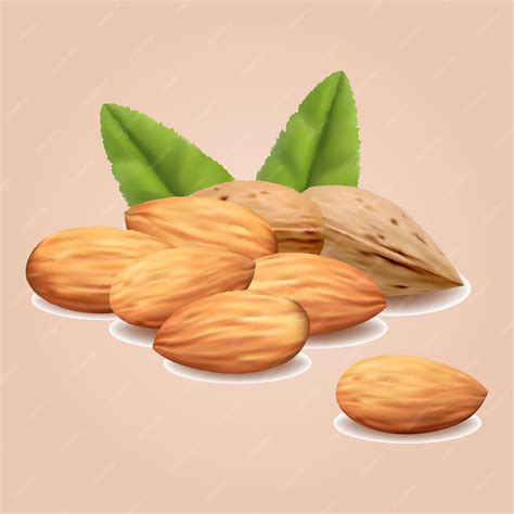premium vector vector almond