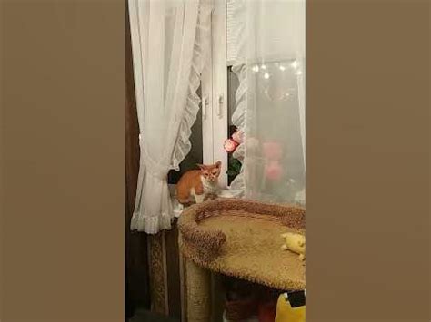тюль манит меня - YouTube