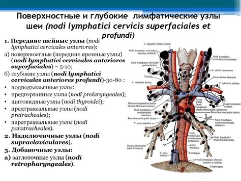 Лимфатическая система - online presentation
