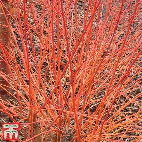 Cornus sanguinea 'Anny's Winter Orange' | Thompson & Morgan