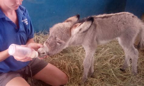 Donkey Sanctuary Bonaire - SPCA International